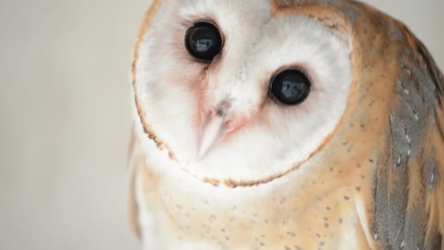 common barn owl ( Tyto albahead ) head close up