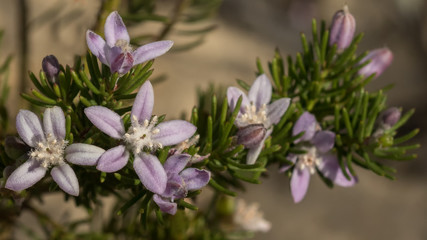 Close-up of Philotheca salsolifolia - NSW wildflower