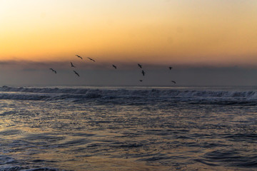 Obraz premium Birds at the Sea