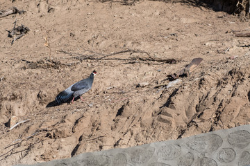 Tibetan eared pheasant in a temple near Lhasa