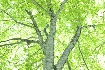 新緑のブナ林