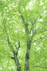 新緑のブナ林