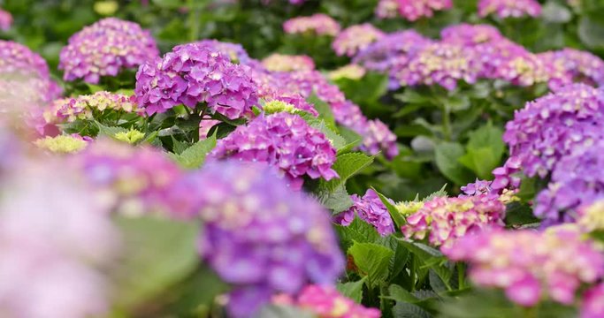 Purple hydrangea flower farm