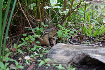 Chipmunk with leaves