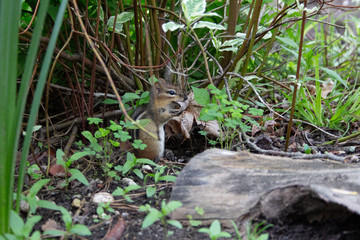 Chipmunk with leaves
