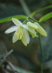 Close-up of Pale Grass Lily (Caesia occidentalis) - NSW wildflower