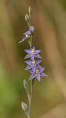 Close-up of Slender Sun Orchid (Thelymitra pauciflora) - NSW wildflower - only about 3/4