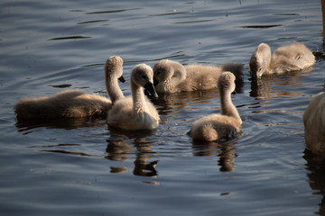 Day at the Lake