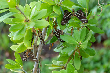 Zebra longwing butterflies (Heliconius charithonia) emerging from cocoons, pupal mating - Fort Lauderdale, Florida, USA