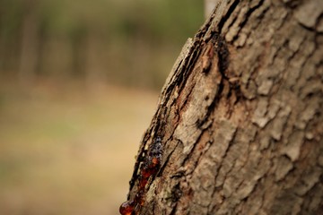 arbol