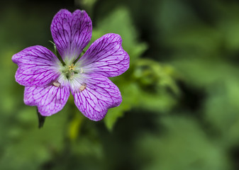 Fototapeta premium Purple flower