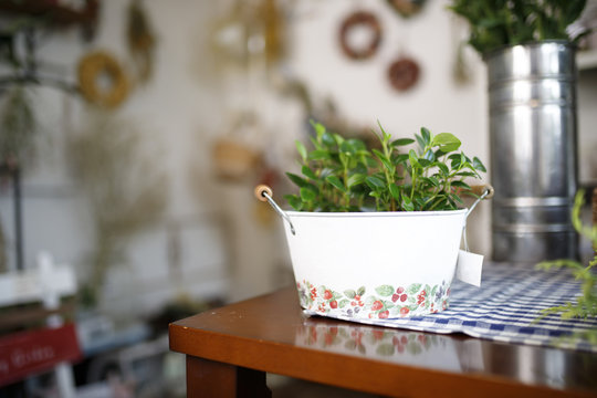 テーブルに置いてある観葉植物