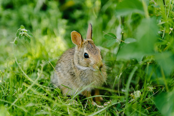 Fototapeta premium Rabbit II