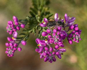 Close-up of Pink Matchheads (Comesperma ericinum) wildflowers with an Australian Native Stingless Bee (Tetragonula carbonaria)