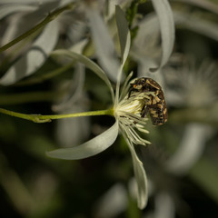 Close-up of Brown Flower Beetle (Glycyphana stolata) feeding on Australian Clematis or Old Man's Beard (Clematis aristata)