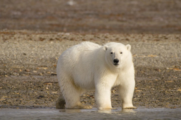 Polar bear portrait standing on land in the Arctic staring (Urus maritimus)