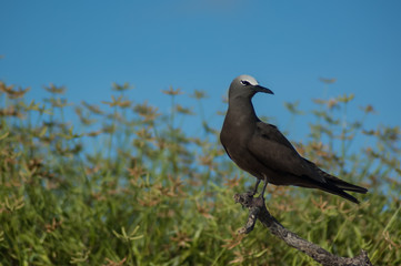 Brown noddy bird (Anous stolidus) perched on a stick with blue sky and green vegetation on a tropical island in the Indian Ocean