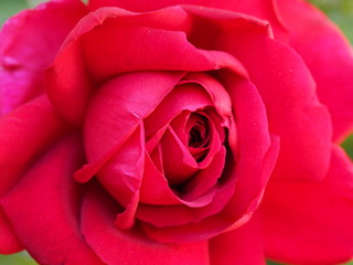 Big Red Rose