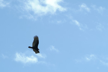 bird in flight