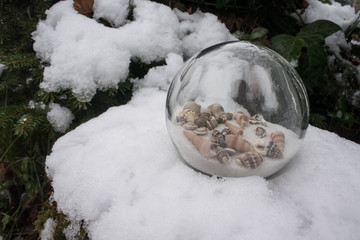 Tropical shell sphere in snow
