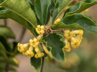 Close-up of Sweet Pittosporum, Native Daphne (Pittosporum undulatum) - NSW wildflower