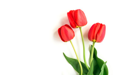 Red tulips isolated on white background.