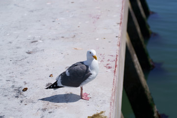 Seagull on the shore