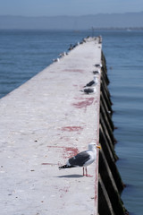 Seagulls on the shore, focus on the front bird