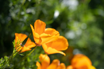 Obraz na płótnie Canvas Macro photo of orange flower, Eschscholzia californica