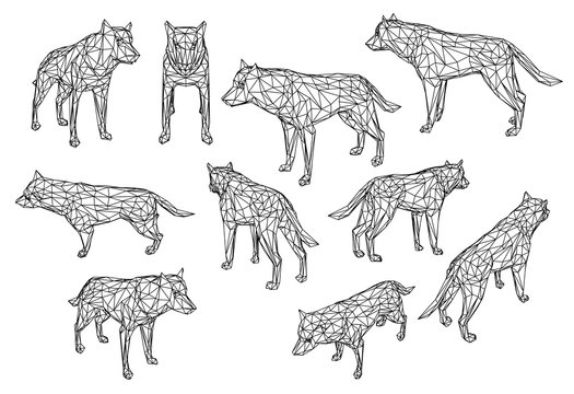 Wolf polygonal lines illustration. Abstract vector wolf on the white background