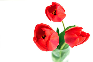 Red tulips in vase isolated on white background.