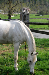 Equus caballus اسب Koń Hauspferd Cavallo 말  동물 Horse