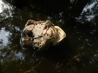 カエルの死んだふり