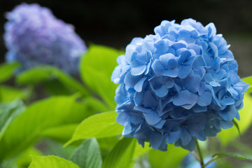 Beautiful blue hydrangea flowers