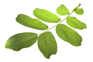 green leaf isolated on white background
