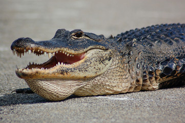 American alligator portrait showing teeth (head close-up) in Everglades, Florida, United States (Alligator mississippiensis)