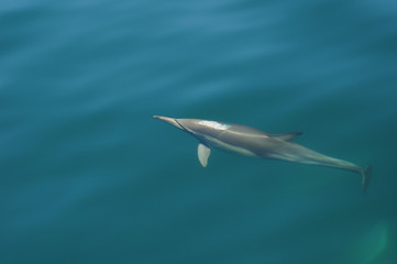 Fototapeta premium Common dolphin underwater in the ocean, Sea of Cortez (Baja California, Mexico) - Delphinus delphin