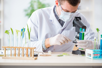 Male biochemist working in the lab on plants