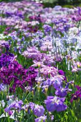 Obraz premium 花菖蒲