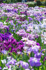 Obraz premium 花菖蒲
