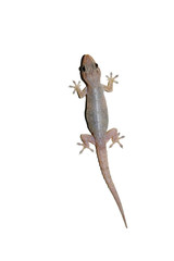 Obraz na płótnie Canvas Thai Gecko stuck on white background , Lizard in Thailand , The color and the skin of the reptile are harmonious with the environment 