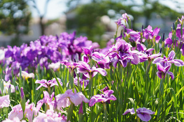 Fototapeta premium 花菖蒲