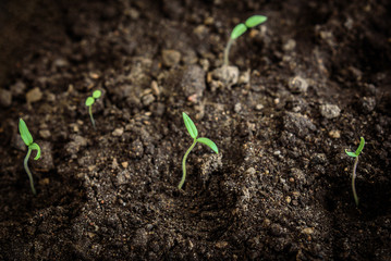 Small tomato seedling in growing. Early spring planting. Group of  sprouts growing out from soil.