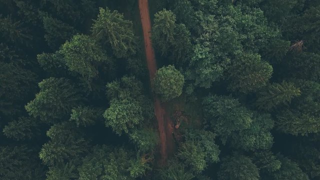 Spazieren im Wald, Waldweg im Tannenwald dunkelgr&uuml;n, Drohne Luftbild im Nationalpark