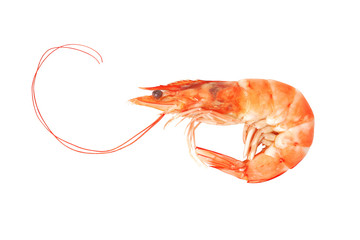 Shrimp isolated on white background, clipping path