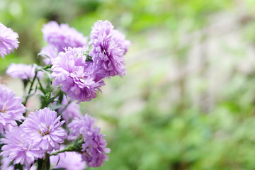 Purple Marguerite daisy flowers blooming decorate in natural garden background.Felicia amelloides (Blue Marguerite). Ultra violet color of 2018. Copy space