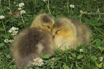 small goslings huddle together 