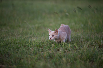 Young orange shorthair tabby cat stalking in grass