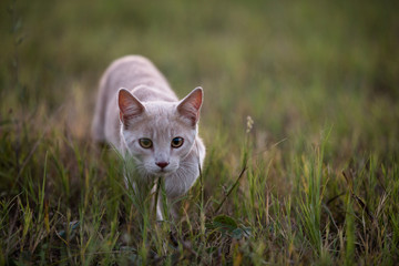 Young orange shorthair tabby cat stalking in grass