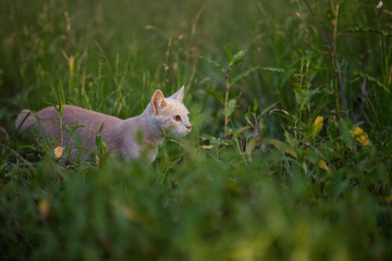 Young shorthair orange tabby cat exploring in a grassy field